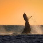Sunrise Whale Watching boat tour with marine biologist - Final Thoughts