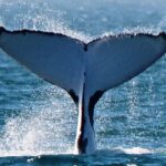 Sunset Cruise Wildlife Watching - What’s Included and How It Works