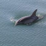 Sunset, Dolphin/Birding On A Private Guided Savannah Cruise - The Value of This Experience