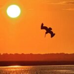 Sunset Dolphin Cruise (options for public of private) - Why This Cruise Stands Out