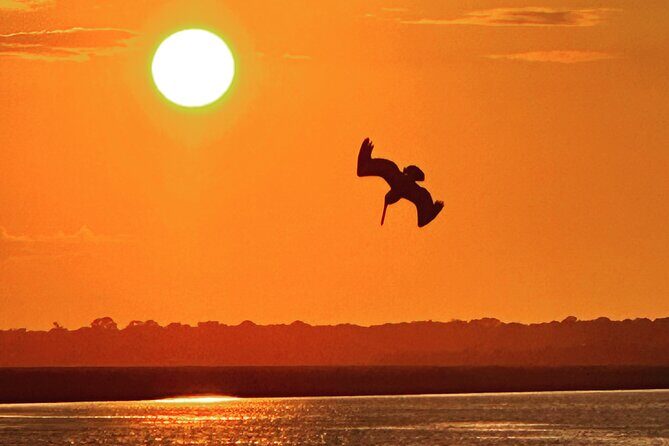 Sunset Dolphin Cruise (options for public of private) - Why This Cruise Stands Out