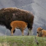 Sunset Hayden Valley Wildlife Safari | Catered Dinner | PRIVATE - A Deep Dive into the Itinerary