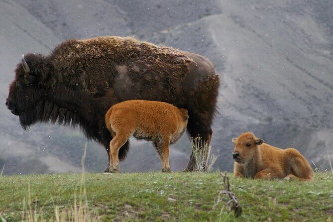 Sunset Hayden Valley Wildlife Safari | Catered Dinner | PRIVATE - A Deep Dive into the Itinerary