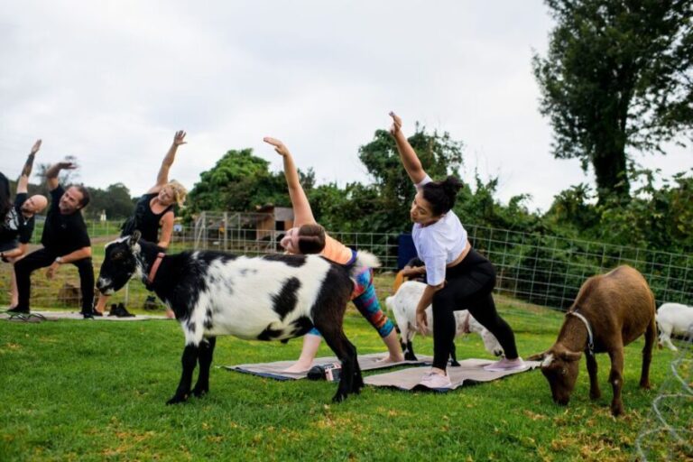 Sunset Maui Goat Yoga with Live Music - The Setting and Atmosphere