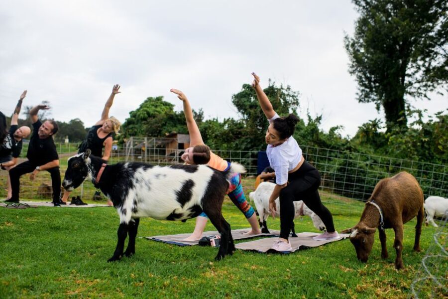 Sunset Maui Goat Yoga with Live Music - The Setting and Atmosphere