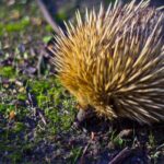 Sunset Nocturnal Adventure Tour - The Itinerary in Detail