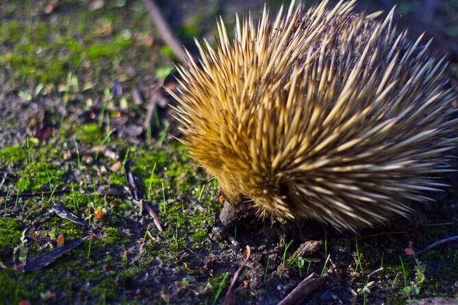 Sunset Nocturnal Adventure Tour - The Itinerary in Detail