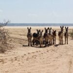 Sunset Pacific Donkey Hiking Tour - Who Is This Tour Best For?