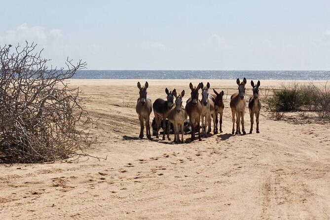 Sunset Pacific Donkey Hiking Tour - Who Is This Tour Best For?