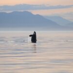 Sunset Whale and Wildlife Adventure in Cowichan Bay - Final Thoughts