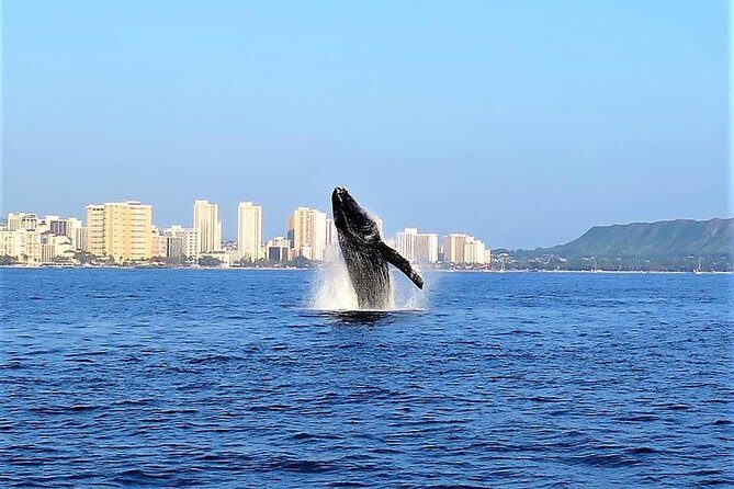 Sunset Whale Watch in Waikiki, Whales Guaranteed or Free Return - The Experience and the Crew