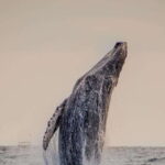 Sunset Whale Watching Cruise in Cabo San Lucas - Practical Details and Tips