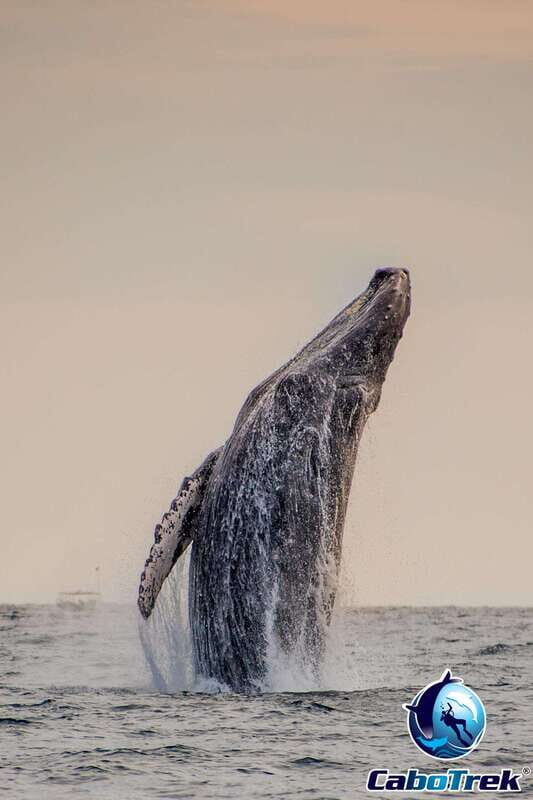 Sunset Whale Watching Cruise in Cabo San Lucas - Practical Details and Tips