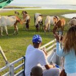 Sunset Wildlife Cruise along Assateague & Chincoteague Island - Pricing and Value Considerations
