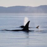 Sunset Zodiac Tour - The Experience: What You Can Expect