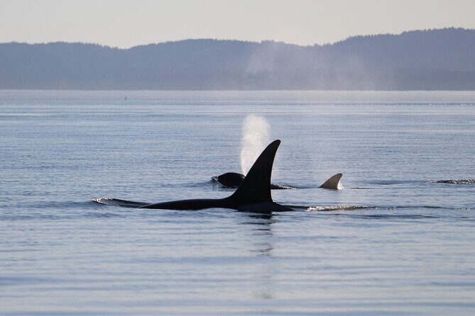 Sunset Zodiac Tour - The Experience: What You Can Expect