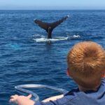 Superior 2hr Private Whale & Dolphin Watching Newport Beach - The Marine Wildlife: What You Might See