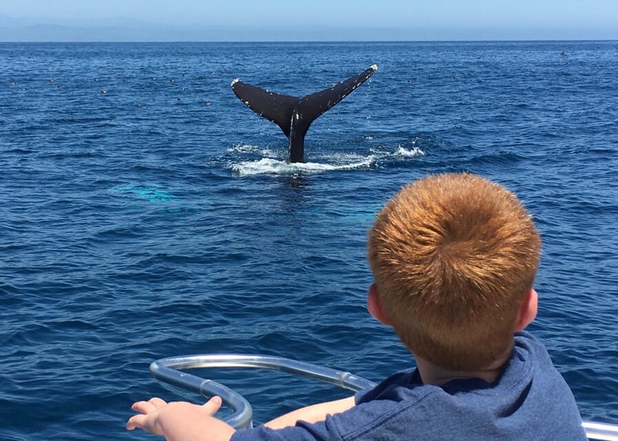 Superior 2hr Private Whale & Dolphin Watching Newport Beach - The Marine Wildlife: What You Might See