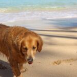 Surf Lessons on the North Shore of Oahu - What’s Not Included