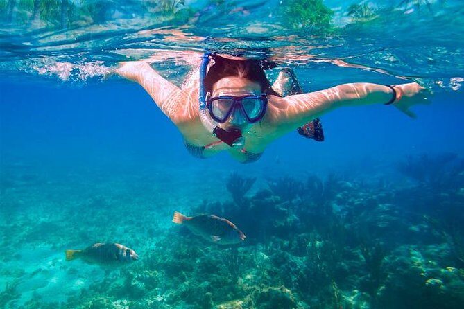 Swim & Fly Day Trip in Cancun with Transportation - What We Love About This Tour