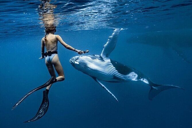 Swim in Moorea with Humpback Whales and More - Analyzing the Value for Money