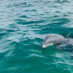 Swim with Dolphins And Snorkeling Group Tour - What’s Included and What to Bring