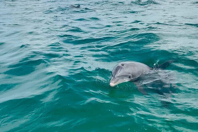 Swim with Dolphins And Snorkeling Group Tour - What’s Included and What to Bring