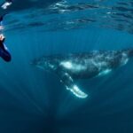 Swim with Humpback Whales - Ningaloo Reef - 3 Islands Whale Shark Dive - The Experience Beyond the Main Event