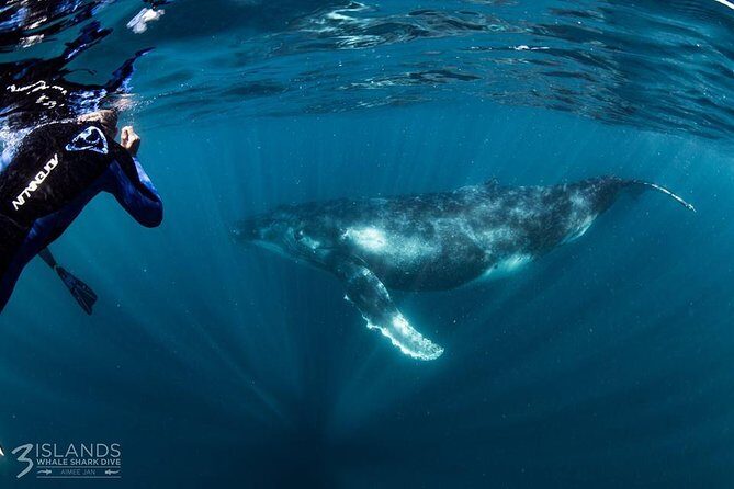 Swim with Humpback Whales - Ningaloo Reef - 3 Islands Whale Shark Dive - The Experience Beyond the Main Event