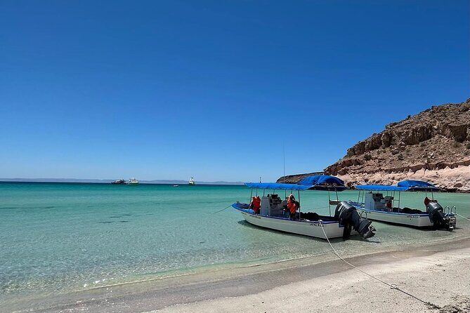 Swim with Sea Lions in La Paz - Is It Worth the Price?