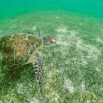 Swim with Sea Turtles in Akumal Plus Visit and Swim in a Cenote - Who is This Tour Best Suited For?