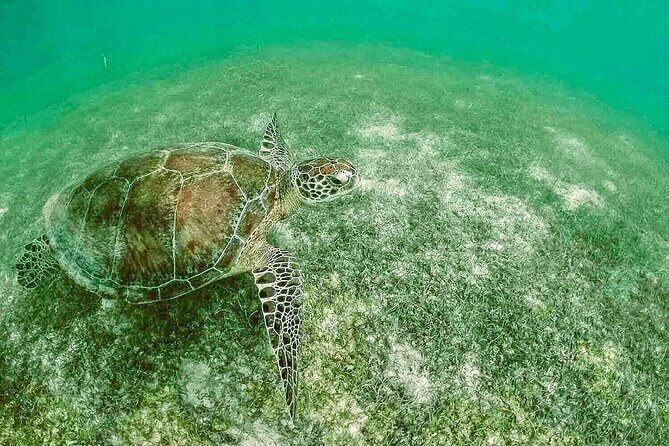Swim with Sea Turtles in Akumal Plus Visit and Swim in a Cenote - Who is This Tour Best Suited For?