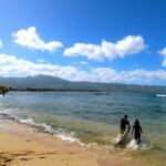 Swim with Sharks Cage-Free from Oahu - Who Would Love This Tour?