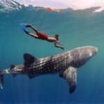 Swim with Whale Shark from Cancun - What’s Included and What’s Not