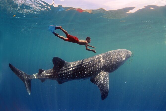Swim with Whale Shark from Cancun - What’s Included and What’s Not