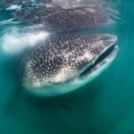 Swim with Whale Sharks in La Paz - FAQ