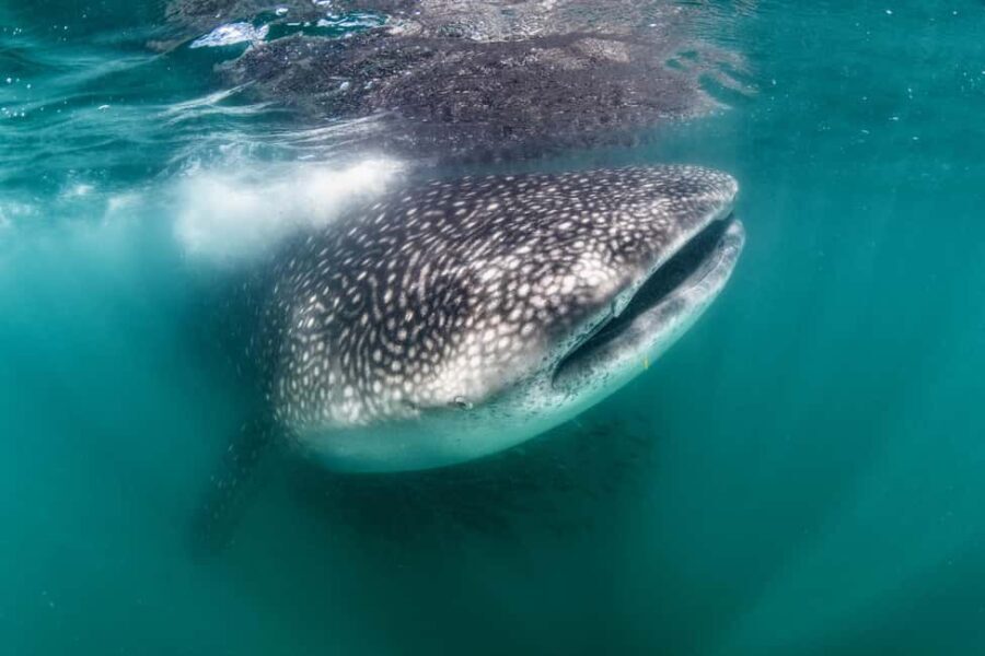 Swim with Whale Sharks in La Paz - FAQ