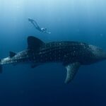 Swim with Whale Sharks in the Ningaloo Reef: 3 Island Shark Dive - The Real Deal: What Makes This Tour Stand Out?