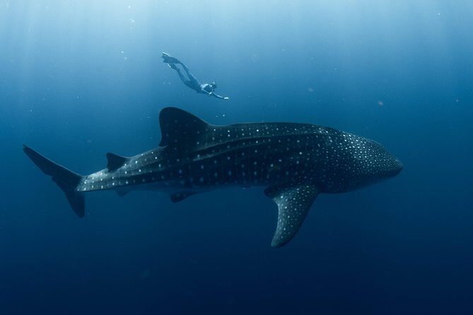 Swim with Whale Sharks in the Ningaloo Reef: 3 Island Shark Dive - The Real Deal: What Makes This Tour Stand Out?