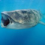 Swim with Whale Sharks & Isla Mujeres - Is It Good Value?
