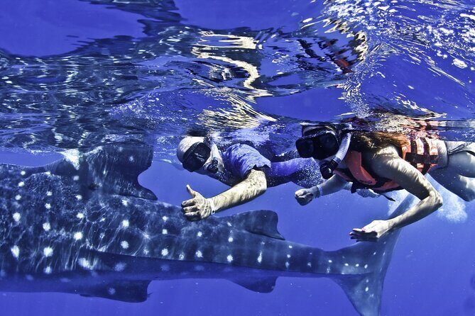 Swim with Whale Sharks & Isla Mujeres - What’s Included & What You’ll Need to Budget Extra For