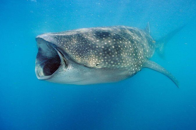 Swim with Whale Sharks & Isla Mujeres - Is It Good Value?