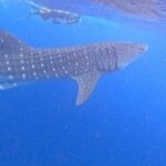 Swim with Whale Sharks Private tour from Playa del Carmen - Transportation, Timing, and Group Size