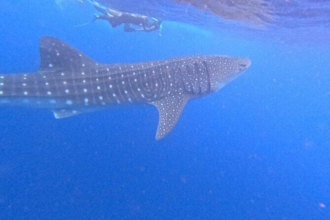 Swim with Whale Sharks Private tour from Playa del Carmen - Transportation, Timing, and Group Size