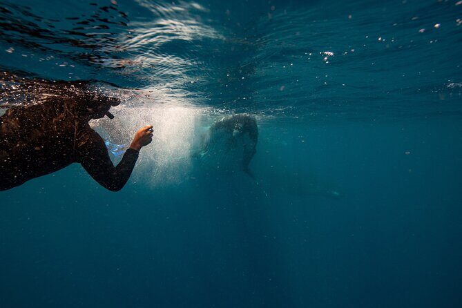 Swim with Whales Gold Coast - The Itinerary and Stops