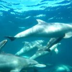 Swim with Wild Dolphins Day Tour - Authentic Guest Insights and Experiences