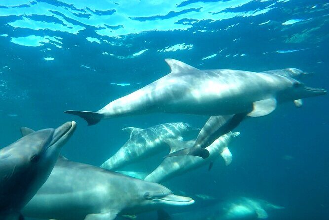 Swim with Wild Dolphins Day Tour - Authentic Guest Insights and Experiences