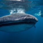 Swimming Expedition Whale Shark Departures from Cancun - FAQ