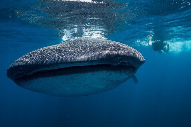 Swimming Expedition Whale Shark Departures from Cancun - FAQ