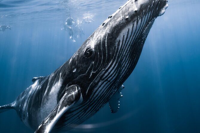 Swimming with Whales in Moorea (Half Day tour) - The Experience Itself: A Closer Look